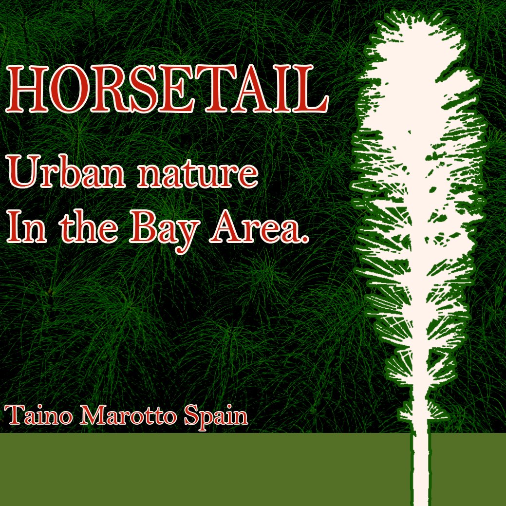 Horsetail cover